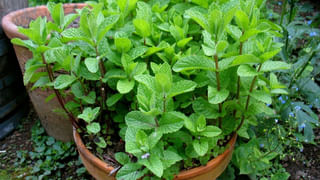 పొరపాటున చూయింగ్ గమ్ మింగితే ఏమవుతుంది.? శరీరంలో ఎలాంటి మార్పులు జరుగుతాయో తెలిస్తే..