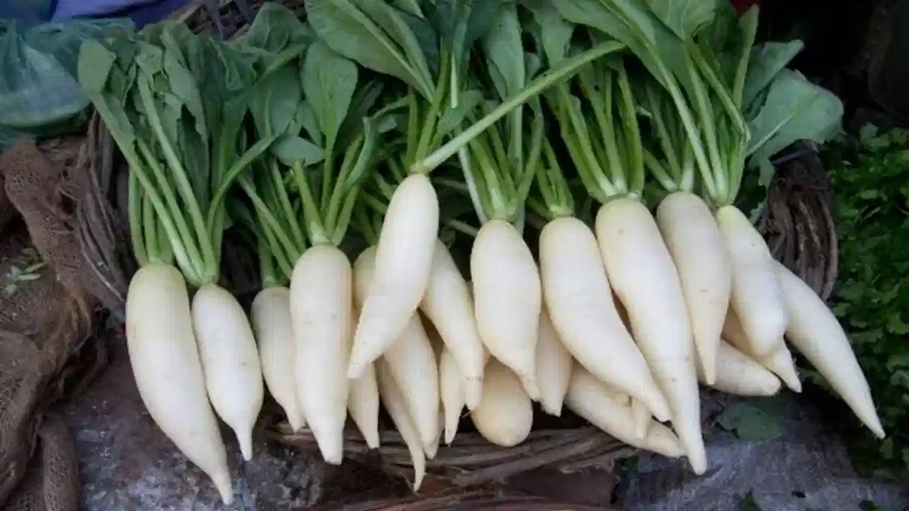 Radish Uses: అయ్యయ్యో ముల్లంగిని పక్కన పెట్టేస్తున్నారా.. ఇది వరం లాంటిది!