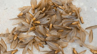 Hight Protein Foods: గుడ్డులో కంటే ఎక్కువ ప్రోటీన్ ఉన్న ఫుడ్స్ ఇవే.. డోంట్ మిస్!