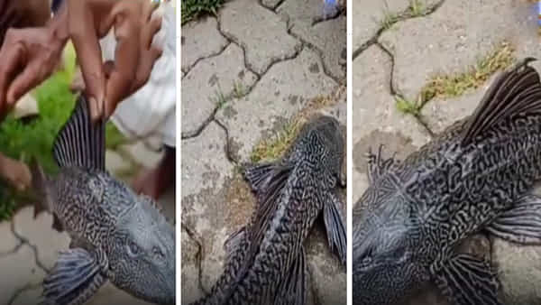 Rare Fish: అస్సాం వరద నీటిలో దొరికిన అరుదైన చేప.. నాలుగు కళ్ళు, భారీ వెన్నెముక వింతగా కనిపిస్తున్న మత్య్సం..
