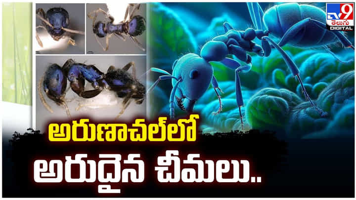 అరుణాచల్లో అరుదైన చీమలు.. సియాంగ్ లోయలో గుర్తింపు అరుణాచల్లో అరుదైన చీమలు.. సియాంగ్ లోయలో గుర్తింపు