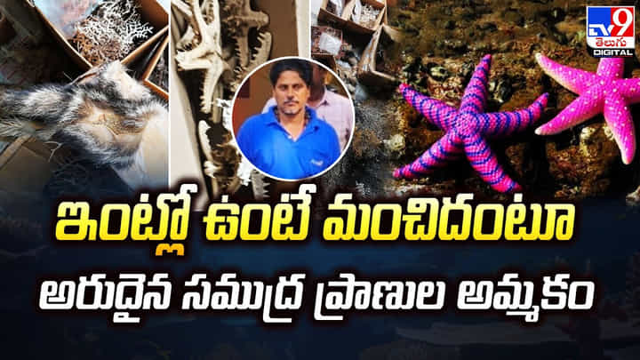 ఇంట్లో ఉంటే మంచిదంటూ.. అరుదైన సముద్ర ప్రాణుల అమ్మకం ఇంట్లో ఉంటే మంచిదంటూ.. అరుదైన సముద్ర ప్రాణుల అమ్మకం