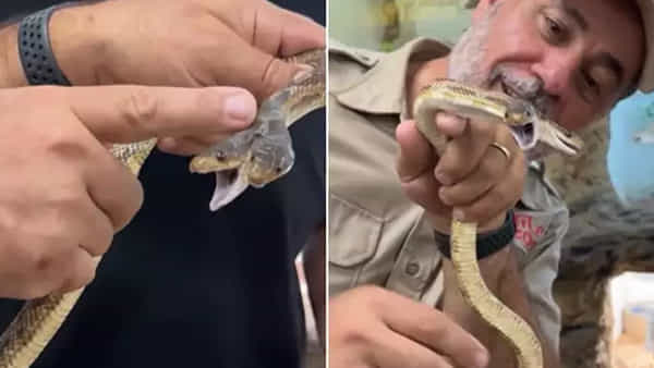 Watch: అయ్య బాబోయ్ రెండు తలల పాము.. ఒకేసారి పలుమార్లు కాటు వేసింది.. పరిస్థితి ఎలా ఉందంటే..!