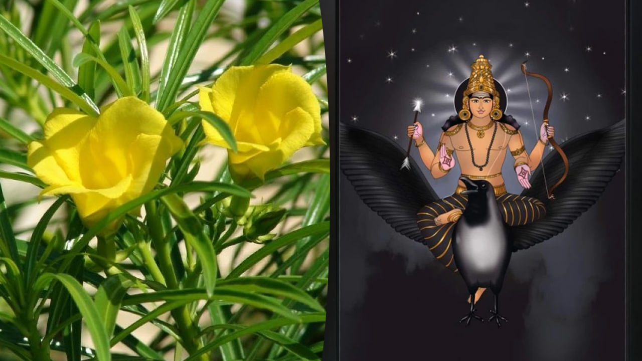 Saturday Puja Tips: ఈ పువ్వు అన్ని కోరికలను తీరుస్తుంది! శనివారం ఏ దేవుడిని ఎలా పుజించాలంటే