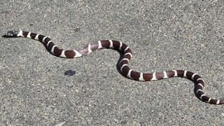 ఔరా ఇదేమీ చిత్రం..! ఆపిల్ వాచ్ వాడుతున్న జంతువులు.. ఒక్కో వాచ్ రూ. 50 వేలకు కొనుగోలు..!!