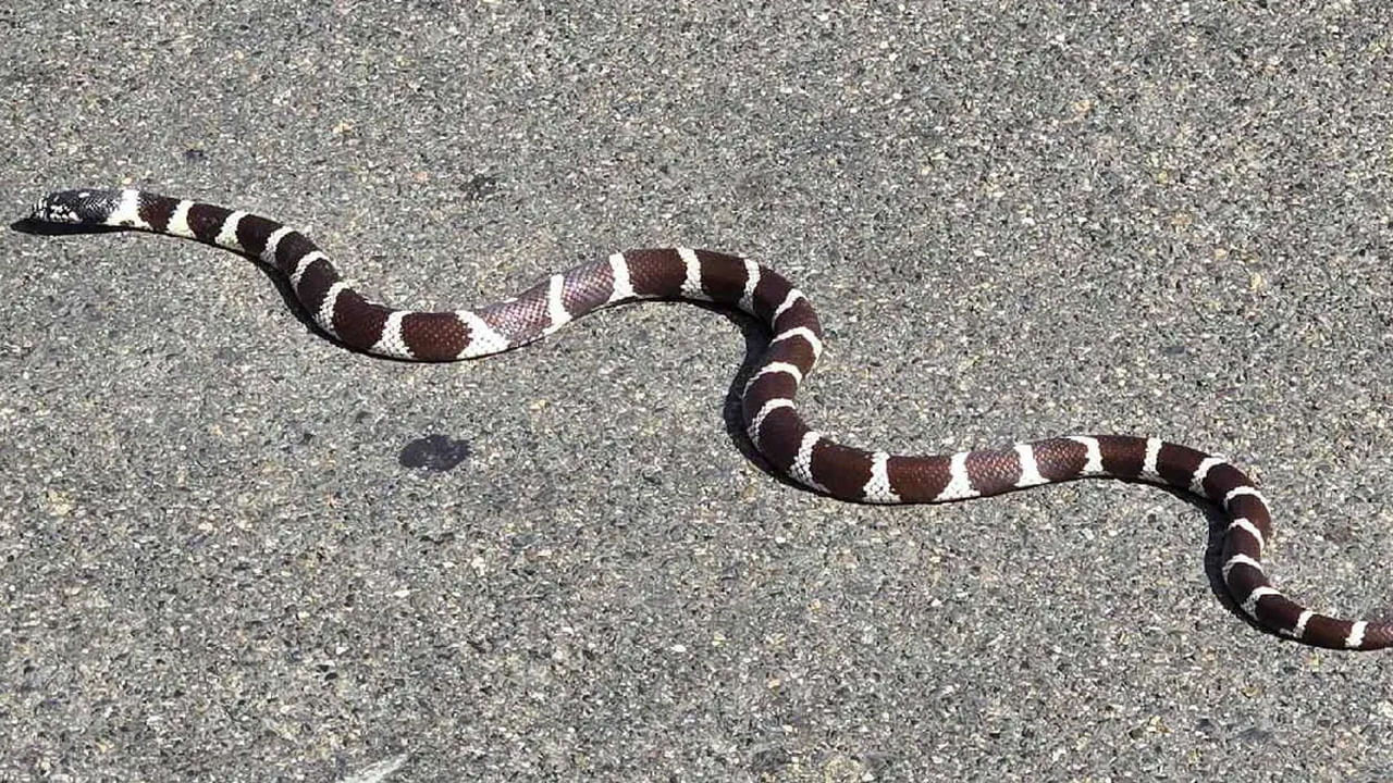 Viral: పాము చర్మాన్ని ఒలిచి.. కూర వండుకున్న యువకుడు.. కట్ చేస్తే.. ఆ తర్వాత సీన్ ఇది