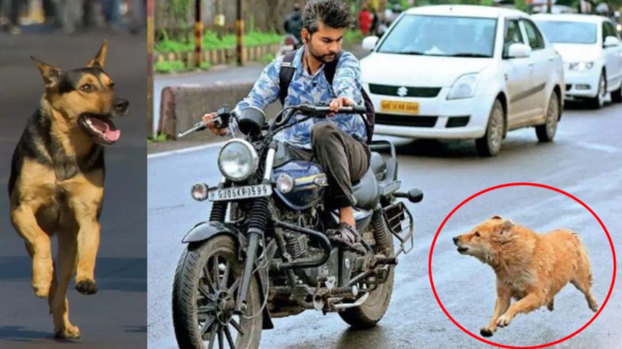 బైక్పై వెళ్లేటప్పుడు వీధికుక్కలు వెంబడిస్తున్నాయా.? భయం వద్దు.. ఈ ట్రిక్ పాటిస్తే చాలు..