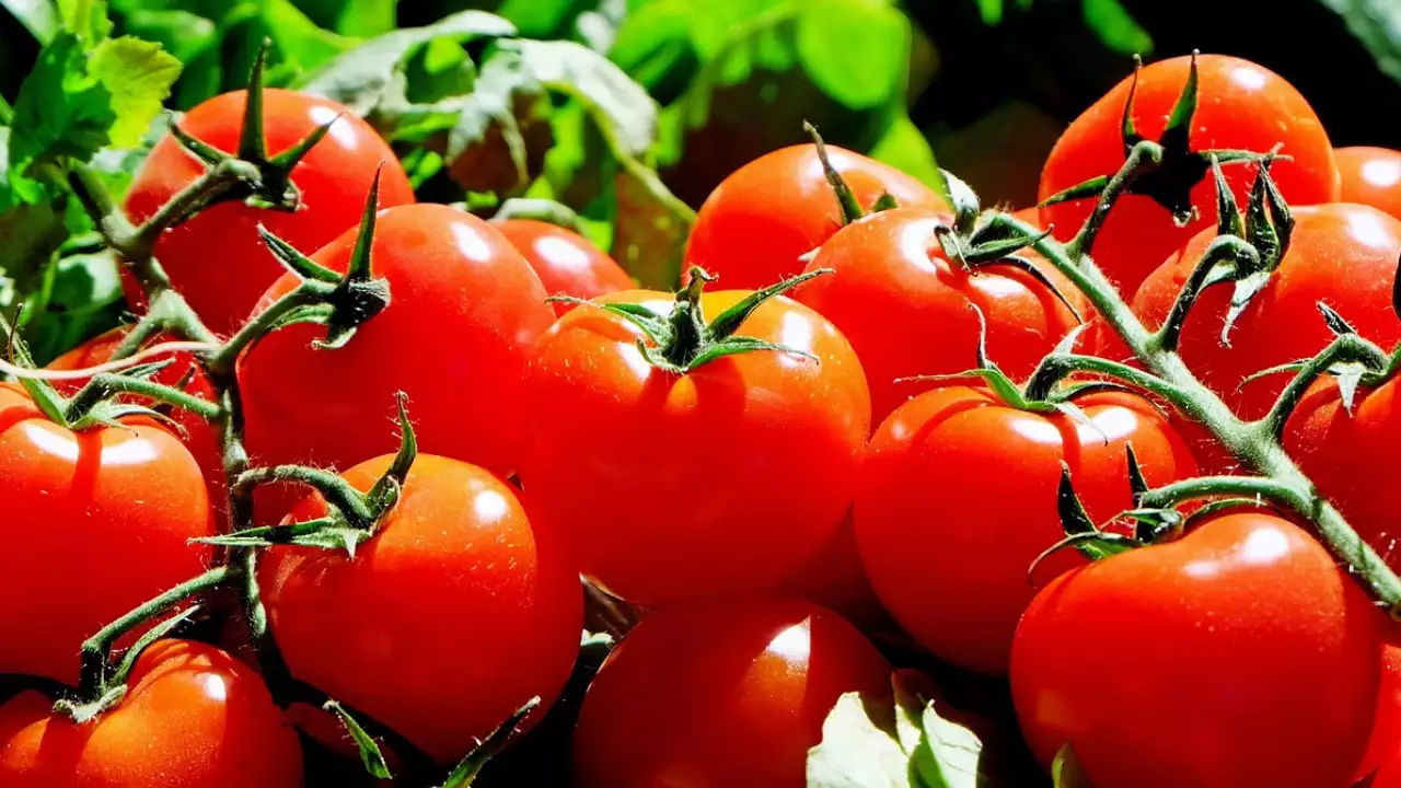 Tomato Price: సామాన్యులకు షాక్ ఇస్తున్న కూరగాయల ధరలు.. సెంచరీ కొట్టిన టమాటా, పచ్చిమిర్చి