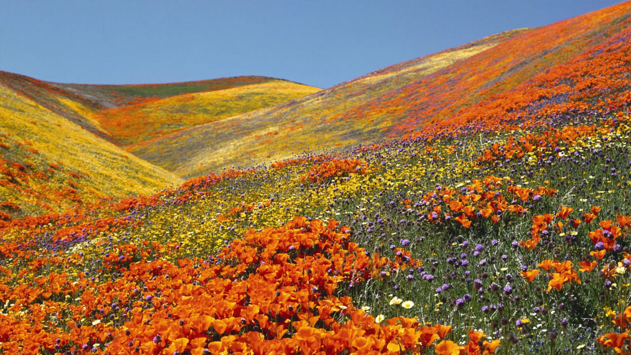 Valley of Flowers: పువ్వుల ప్రేమికులా.. మన దేశంలో ఈ పువ్వుల లోయలో 500 రకాల పువ్వులు కనువిందు..