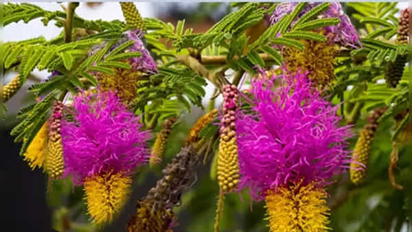 Vastu Tips For Plants : శ్రావణ శనివారం వేళ ఈ మొక్కను నాటండి.. మీ ఇంట్లోకి అదృష్ట లక్ష్మీ నడిచిరావటం గ్యారెంటీ..!