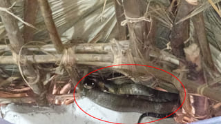 టెంపుల్ సిటిలో కల్తీ ఫుడ్ దందా.. అధికారుల కొరతే అసలు కారణమా..