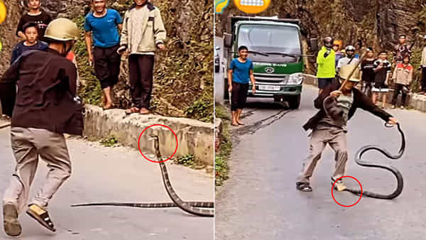 Viral Video: ఓ మై గాడ్.. ఇంత టాలెంటెడ్గా ఉన్నవేంట్రా.. కింగ్ కోబ్రా ముందు కుప్పిగంతులా..
