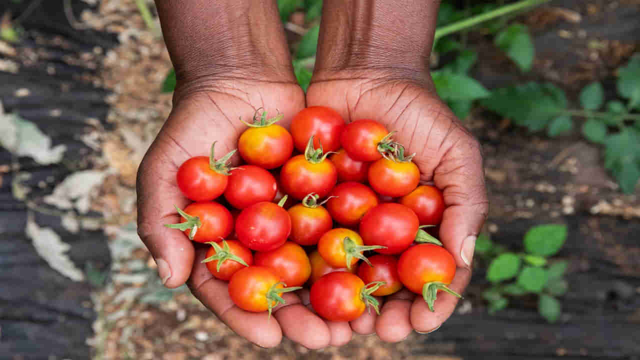 West Indian Cherry: టమాటాలా కనిపిస్తుంది.. పండు తింటే ఫుల్లుగా.. సర్వరోగ నివారిణి.. పోషకాల గని..!