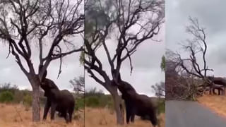 Viral Video: పెళ్ళికి పిల్ల దొరకడం లేదని గేదెను పెళ్లి చేసుకున్న యువకుడు.. పెళ్లి కొడుక్కి షాక్ ఇచ్చిన గేదె.. ఫన్నీ వీడియో