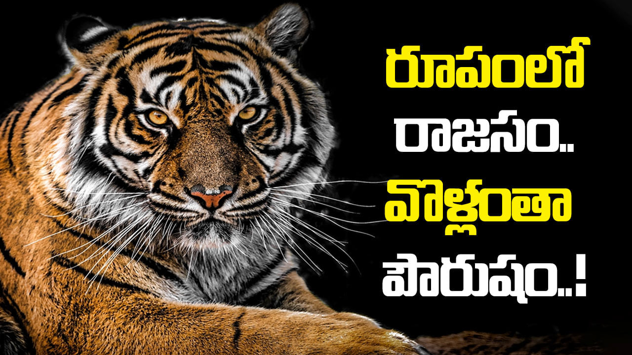Tiger Day 2024: రూపంలో రాజసం.. వొళ్లంతా పౌరుషం.. పులి రాజాకు ఏమైంది?