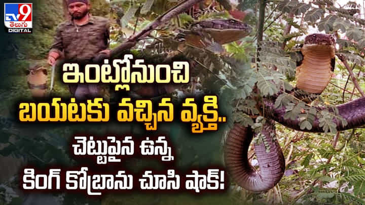 ఇంట్లోనుంచి బయటకు వచ్చిన వ్యక్తి.. చెట్టుపైన ఉన్న కింగ్ కోబ్రాను చూసి షాక్ !! ఇంట్లోనుంచి బయటకు వచ్చిన వ్యక్తి.. చెట్టుపైన ఉన్న కింగ్ కోబ్రాను చూసి షాక్ !!