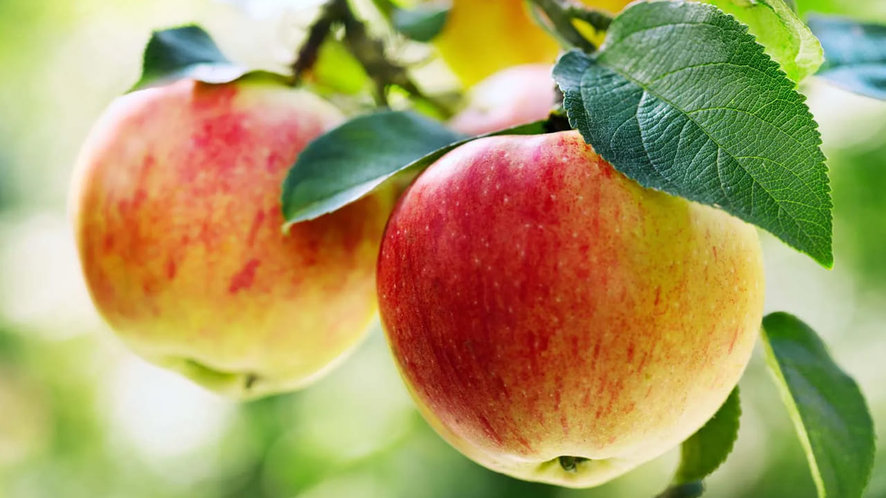 ప్రతి రోజూ ఒక గుడ్డు లాగా రోజుకో ఆపిల్ తింటే సంపూర్ణ ఆరోగ్యం పక్కా అంటూ ఉంటారు డాక్టర్లు. అయితే షుగర్ ఉన్న వారు ఆపిల్ తినకూడదని అంటారు. అలాగే అనేక రకాల దీర్ఘకాలిక వ్యాధులను నియంత్రించడంలో దివ్యౌషధంగా పనిచేస్తాయి.