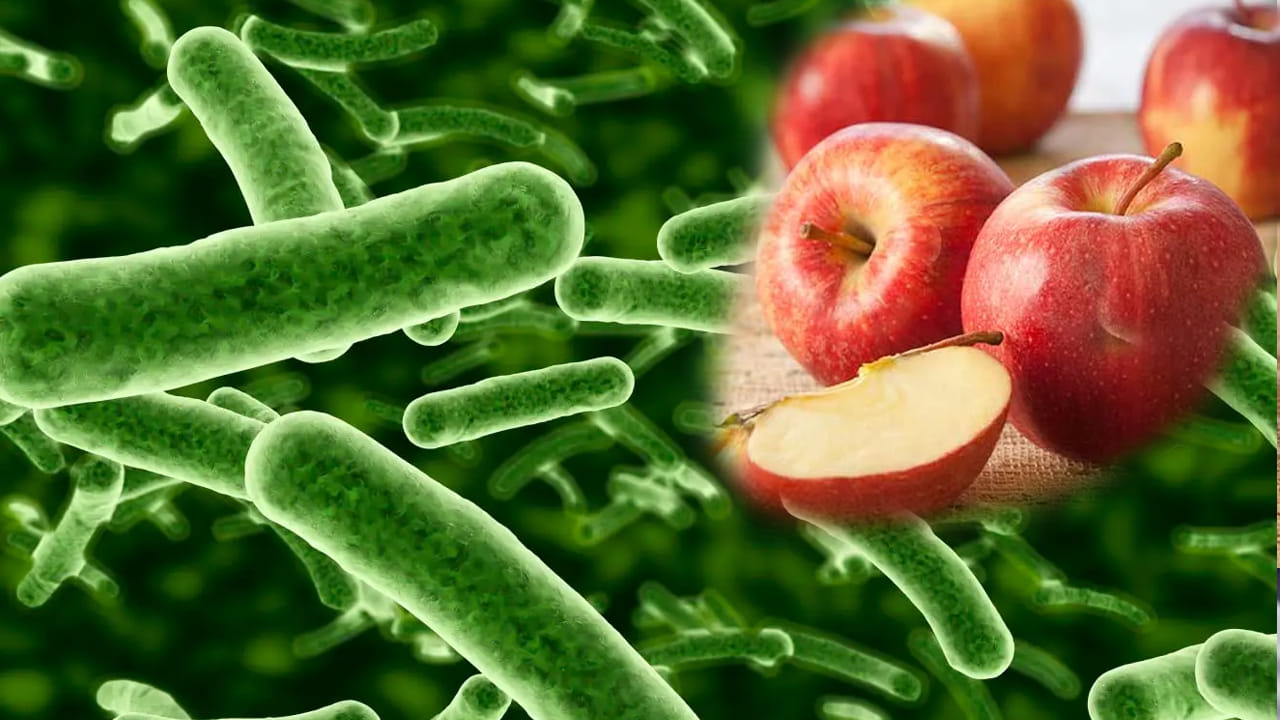 ఆస్ట్రియాలోని గ్రాజ్‌ యూనివర్సిటీ ఆఫ్‌ టెక్నాలజీ చేసిన పరిశోధనలో 40గ్రాముల బరువున్న ఒక ఆపిల్‌లో సుమారు 10కోట్ల బ్యాక్టీరియా ఉంటుందని తెలిపారు అధికారులు. సాధారణంగా మనం ఆపిల్ లో తొక్క, కాడ, విత్తనాలు ఇలా అన్నింటినీ తీసి తింటూ ఉంటాము.