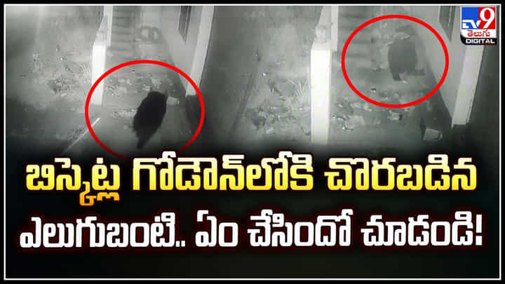 Bear: బిస్కెట్ల గోడౌన్లోకి చొరబడిన ఎలుగుబంటి.. ఏం చేసిందో చూడండి.! Bear: బిస్కెట్ల గోడౌన్లోకి చొరబడిన ఎలుగుబంటి.. ఏం చేసిందో చూడండి.!