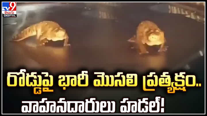 Crocodile: ఒక్కసారిగా రోడ్డుపై భారీ మొసలి ప్రత్యక్షం.. వాహనదారులు హడల్.! Crocodile: ఒక్కసారిగా రోడ్డుపై భారీ మొసలి ప్రత్యక్షం.. వాహనదారులు హడల్.!