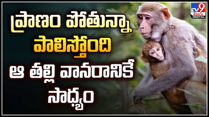 Monkey Injured: ప్రాణం పోతున్నా పాలిస్తోంది.. ఆ తల్లి వానరానికే సాధ్యం.! Monkey Injured: ప్రాణం పోతున్నా పాలిస్తోంది.. ఆ తల్లి వానరానికే సాధ్యం.!