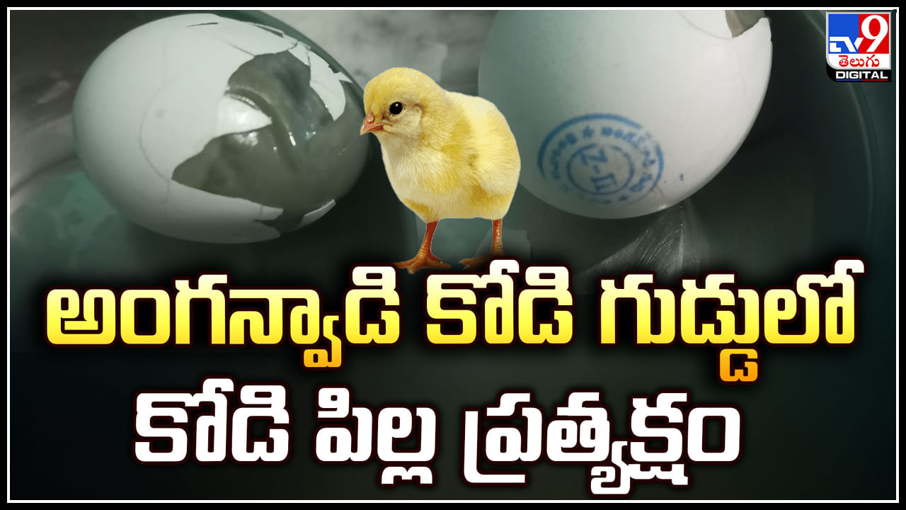 Chick in Egg: అంగన్వాడి కోడి గుడ్డులో కోడి పిల్ల ప్రత్యక్షం.. వీడియో వైరల్.!