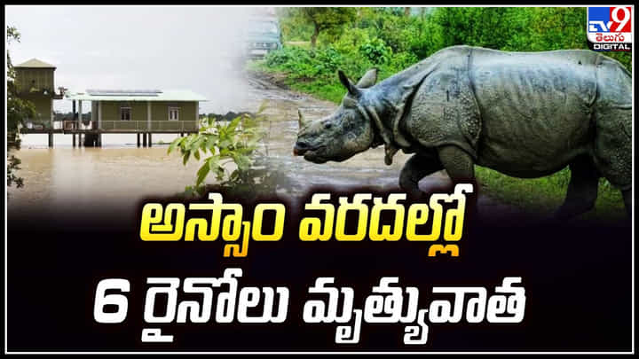 Assam: అస్సాంలో వరదలు.. కజిరంగ నేషనల్ పార్క్లో 6 రైనోలు, 114 వన్యప్రాణాలు మృత్యువాత. Assam: అస్సాంలో వరదలు.. కజిరంగ నేషనల్ పార్క్లో 6 రైనోలు, 114 వన్యప్రాణాలు మృత్యువాత.