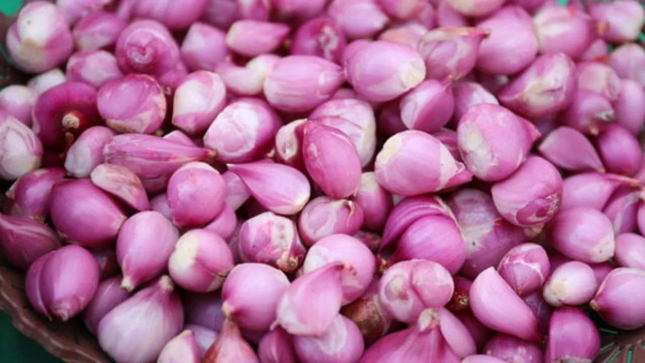 ఉల్లిపాయ జీవక్రియను కూడా మెరుగుపరుస్తుంది. అదనంగా ఇందులో సోడియం, పొటాషియం, మెగ్నీషియం, కాల్షియం, ఇనుము, భాస్వరం వంటి వివిధ ఖనిజాలు ఉన్నాయి. కనుక మీ శరీరం ఆరోగ్యంగా ఉండాలంటే ప్రతిరోజూ ఉల్లిపాయలను తినండి