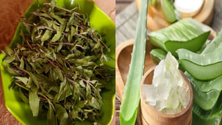 మగాళ్లకు ఈ మూలికలు మహాప్రసాదం.. లైంగిక సమస్యలకు ఇట్టే చెక్ పెట్టొచ్చు..