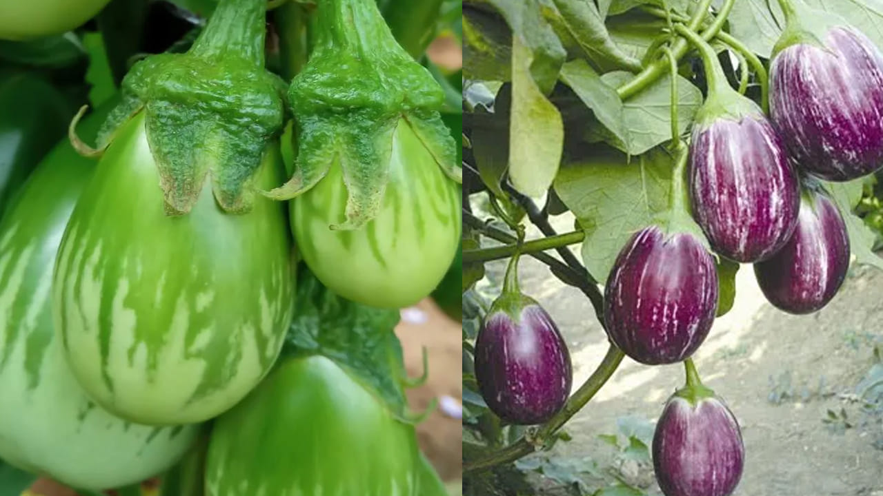 Brinjal Benefits వంకాయతో బోలెడు ప్రయోజనాలు.. క్యాన్సర్, షుగర్‌కి చెక్