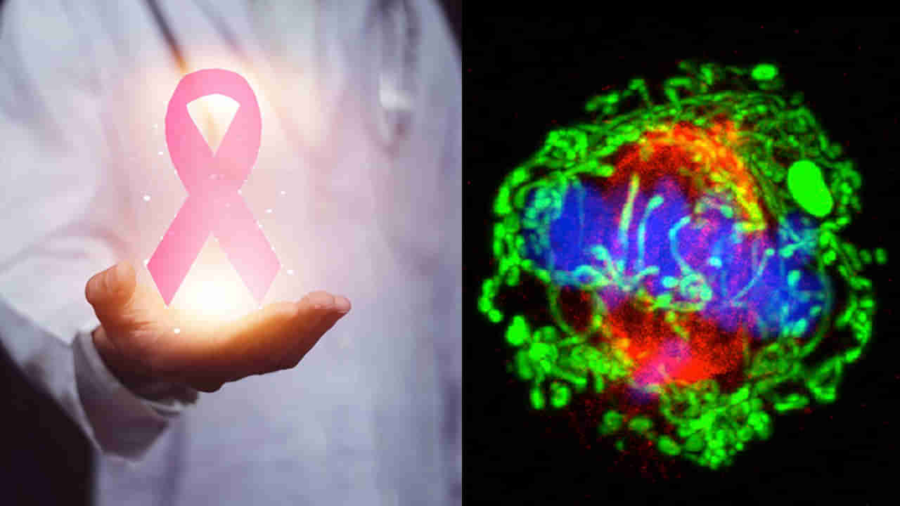 Cancer Risk: ఈ ఎనిమిది సూత్రాలతో క్యాన్సర్ మహమ్మారికి చెక్ పెట్టొచ్చు.. ఇప్పుడే మేల్కొండి..