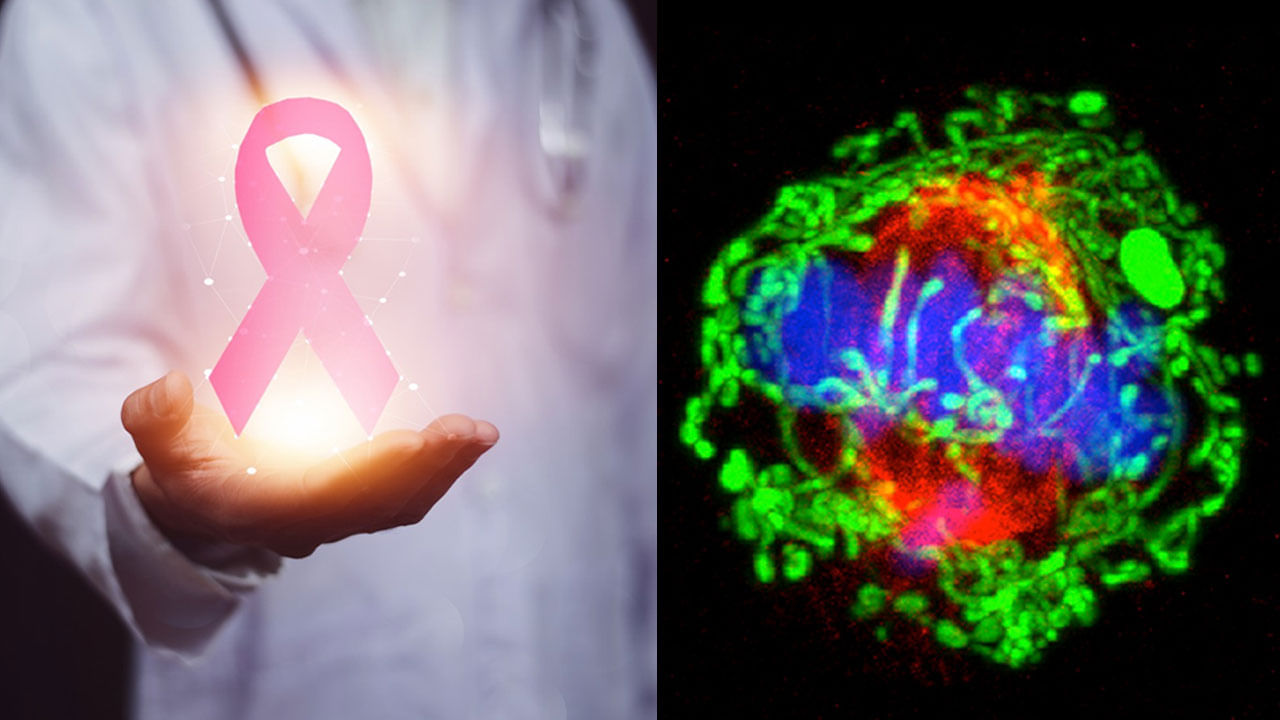 Cancer Risk: ఈ ఎనిమిది సూత్రాలతో క్యాన్సర్ మహమ్మారికి చెక్ పెట్టొచ్చు.. ఇప్పుడే మేల్కొండి..