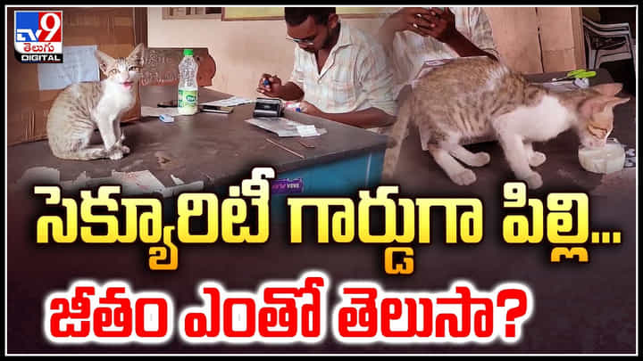 Cat Job: సెక్యూరిటీ గార్డుగా పిల్లి.. జీతం ఎంతో తెలుసా.? వీడియో. Cat Job: సెక్యూరిటీ గార్డుగా పిల్లి.. జీతం ఎంతో తెలుసా.? వీడియో.