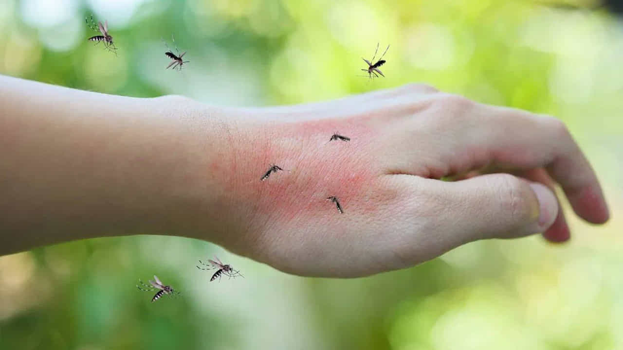 చండీపురా అనేది RNA వైరస్, ఆడ ఫ్లోబోటోమైన్ ఫ్లైస్ ద్వారా వ్యాపిస్తుంది. దోమలు కూడా ఈ వైరస్ వాహకాలు కావచ్చు. దోమ కాటు ద్వారా వైరస్ వ్యాప్తి చెందుతాయి. చండీపురా వైరస్ను మోసుకెళ్లే ఈగలు ప్రధానంగా తేమతో కూడిన ప్రాంతాల్లో నివసిస్తాయి. ఫలితంగా, ఇన్ఫెక్షన్ ఇంట్లో కూడా వ్యాపిస్తుంది. మట్టి ఇళ్లు లేదా ప్లాస్టర్ చేయని ఇళ్ల గోడల పగుళ్లలో ఈ ఈగలు నివసిస్తాయి. ఇంటి లోపల గోడలకు కూడా పగుళ్లు ఏర్పరచుకుంటాయి.