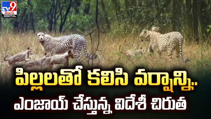 పిల్లలతో కలిసి వర్షాన్ని.. ఎంజాయ్ చేస్తున్న విదేశీ చిరుత పిల్లలతో కలిసి వర్షాన్ని.. ఎంజాయ్ చేస్తున్న విదేశీ చిరుత