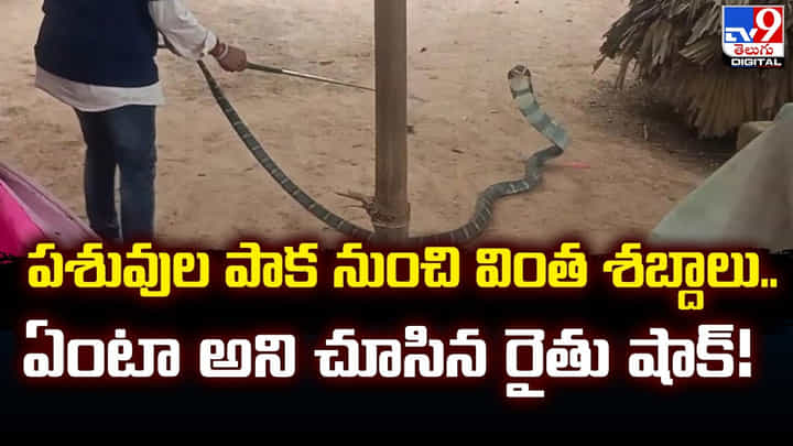 పశువుల పాక నుంచి వింత శబ్దాలు..ఏంటా అని చూసిన రైతు షాక్! పశువుల పాక నుంచి వింత శబ్దాలు..ఏంటా అని చూసిన రైతు షాక్!