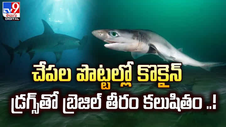చేపల పొట్టల్లో కొకైన్.. డ్రగ్స్తో బ్రెజిల్ తీరం కలుషితం చేపల పొట్టల్లో కొకైన్.. డ్రగ్స్తో బ్రెజిల్ తీరం కలుషితం