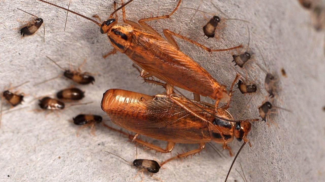 Get Rid of Cockroaches: ఇలా చేశారంటే మీ ఇంటికి బొద్దింకలు రానే రావు..