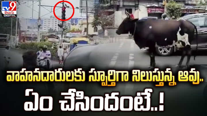 వాహనదారులకు స్పూర్తిగా నిలుస్తున్న ఆవు.. ఏం చేసిందంటే ?? వాహనదారులకు స్పూర్తిగా నిలుస్తున్న ఆవు.. ఏం చేసిందంటే ??