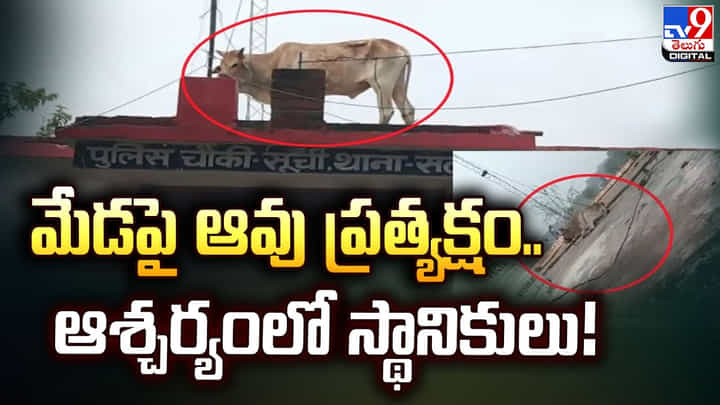 మేడపై ఆవు ప్రత్యక్షం.. ఆశ్చర్యంలో స్థానికులు మేడపై ఆవు ప్రత్యక్షం.. ఆశ్చర్యంలో స్థానికులు