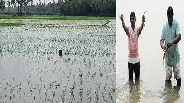 Heavy Rains: వానల కోసం ఎదురు చూసిన రైతులకు వరద కష్టాలు.. దెబ్బతిన్న వాణిజ్య పంటలు.. నీట మునిగిన వరి నారుమళ్లు