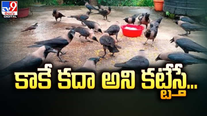 కాకిని పట్టుకుని కట్టేసిన దుకాణదారుడు !! నిరసనగా దండెత్తిన వందలాది కాకులు కాకిని పట్టుకుని కట్టేసిన దుకాణదారుడు !! నిరసనగా దండెత్తిన వందలాది కాకులు