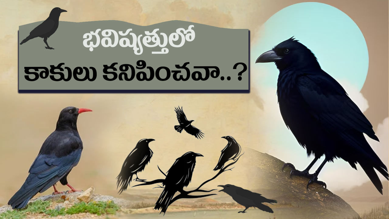 Crows: కాకులపై కెన్యా దండయాత్ర ... 10 లక్షల కాకుల్ని అంతం చేసేందుకు ప్లాన్