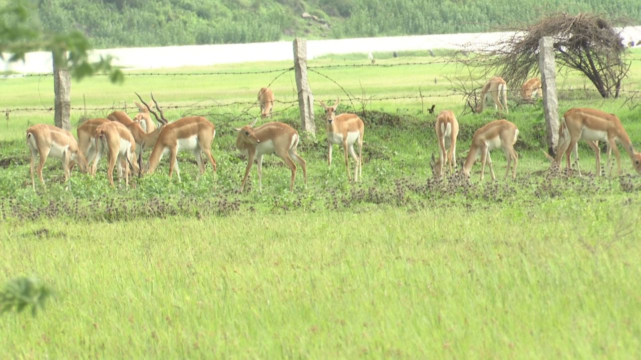 Telangana: కృష్ణా తీరంలో ఉరుకులు పరుగులు.. రైతులకు చుక్కలు చూపిస్తున్న జింకలు..!