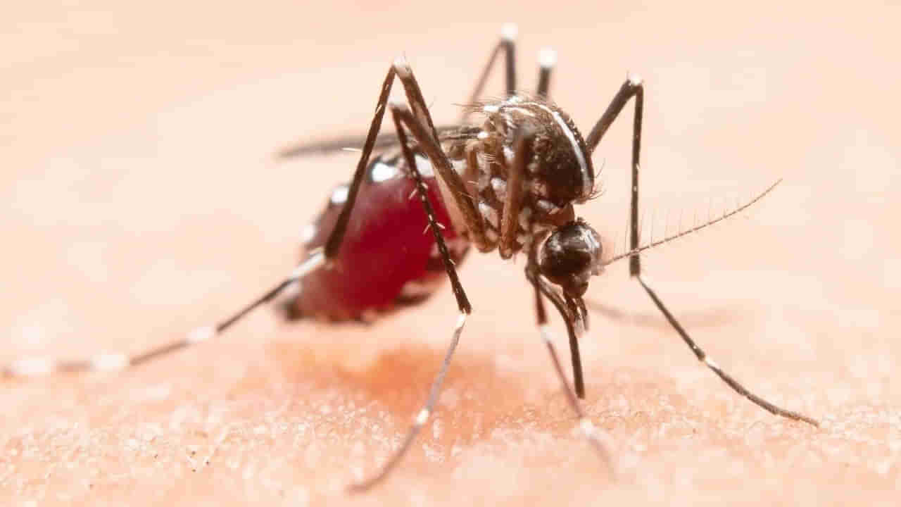 Dengue: ఈ లక్షణాలు కనిపిస్తున్నాయా.? డెంగ్యూతో బాధపడుతున్నట్లే..