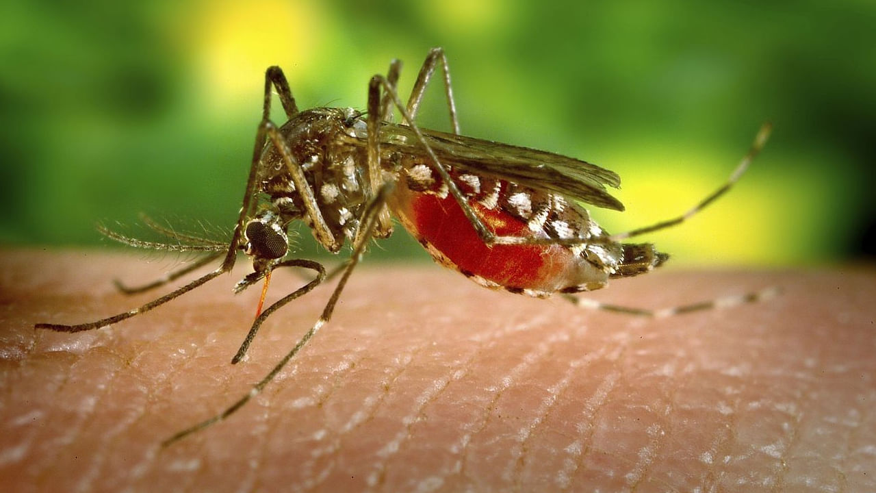 Dengue: దేశంలో డేంజర్ బెల్స్ మోగిస్తున్న డెంగ్యూ.. 50 శాతం శాంపిల్స్‌లో పాజిటివ్‌‌గా నిర్ధారణ