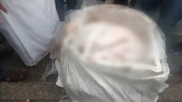 Dog Meat Controversy: వ్యాపారి బరితెగింపు.. మటన్ ముసుగులో కుక్కమాంసం విక్రయాలు? ఎక్కడంటే..