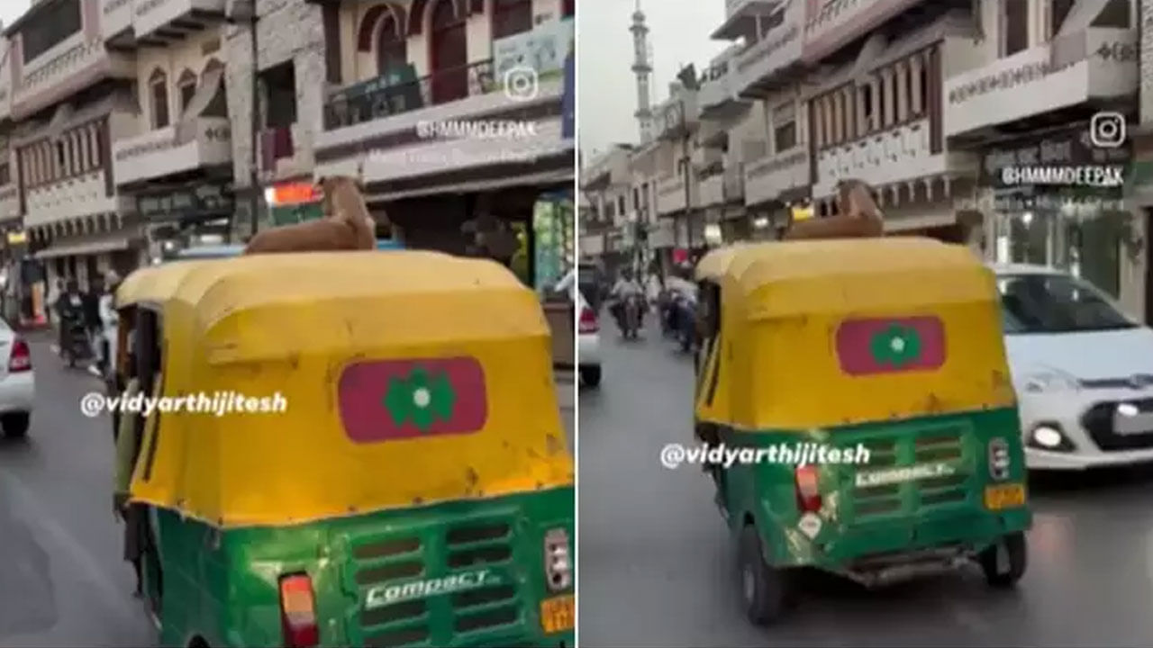 Dog Viral Video: వారెవ్వా.. కుక్క రాజసం, దర్జాకి నెటిజన్లు ఫిదా.. ఇలాంటి వీడియో మీరెప్పుడూ చూసుండరు!