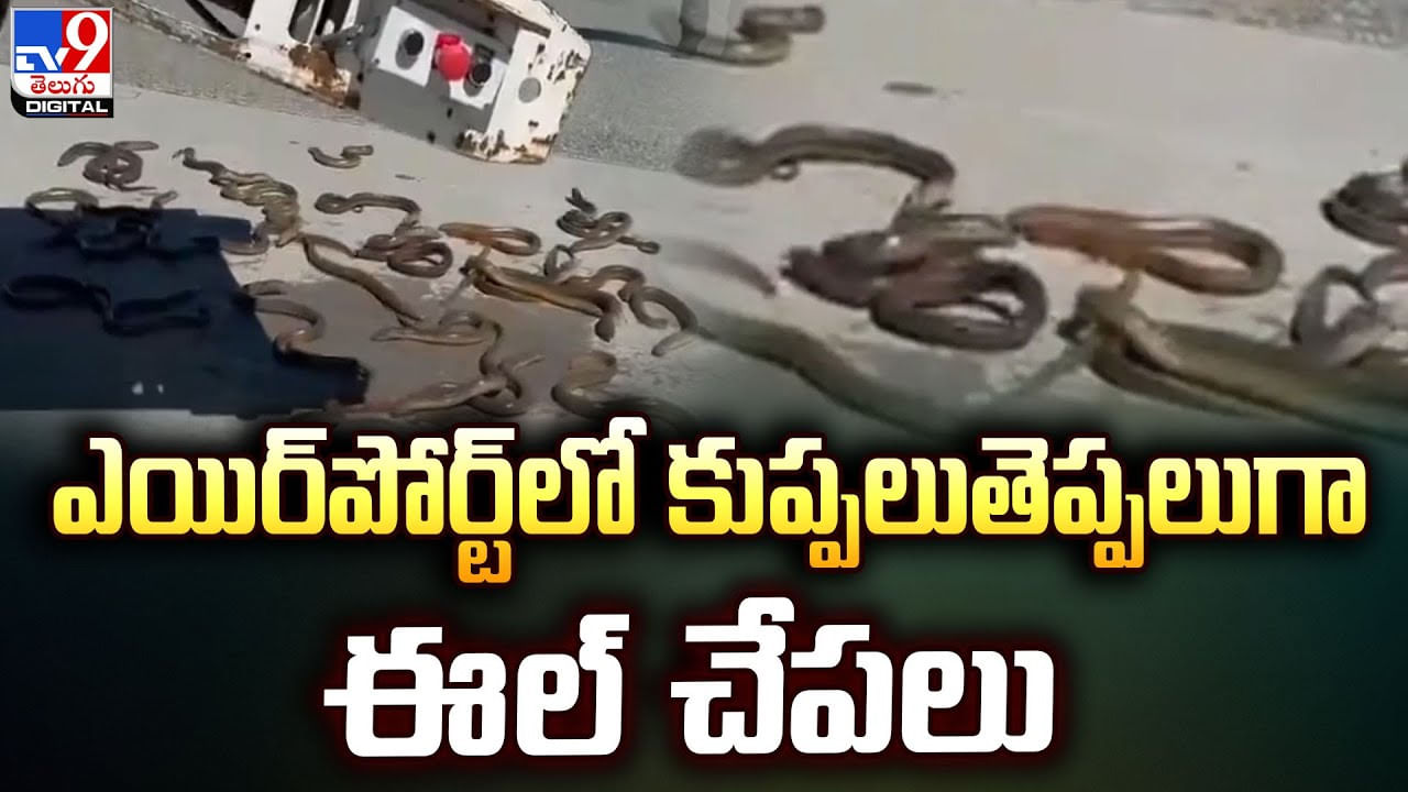 ఎయిర్‌పోర్ట్‌లో కుప్పలుతెప్పలుగా ఈల్‌ చేపలు !! చూసి షాక్‌ తిన్న ప్రయాణికులు