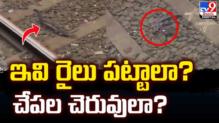 రైలుపట్టాలపై నీటిలో చేపలు సందడి.. నెట్టింట వైరల్ అవుతున్న వీడియో రైలుపట్టాలపై నీటిలో చేపలు సందడి.. నెట్టింట వైరల్ అవుతున్న వీడియో